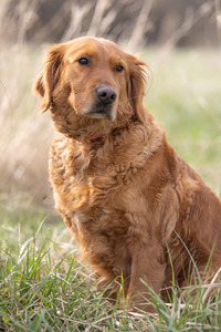 Bailey (Buschur's Golden Bailey)